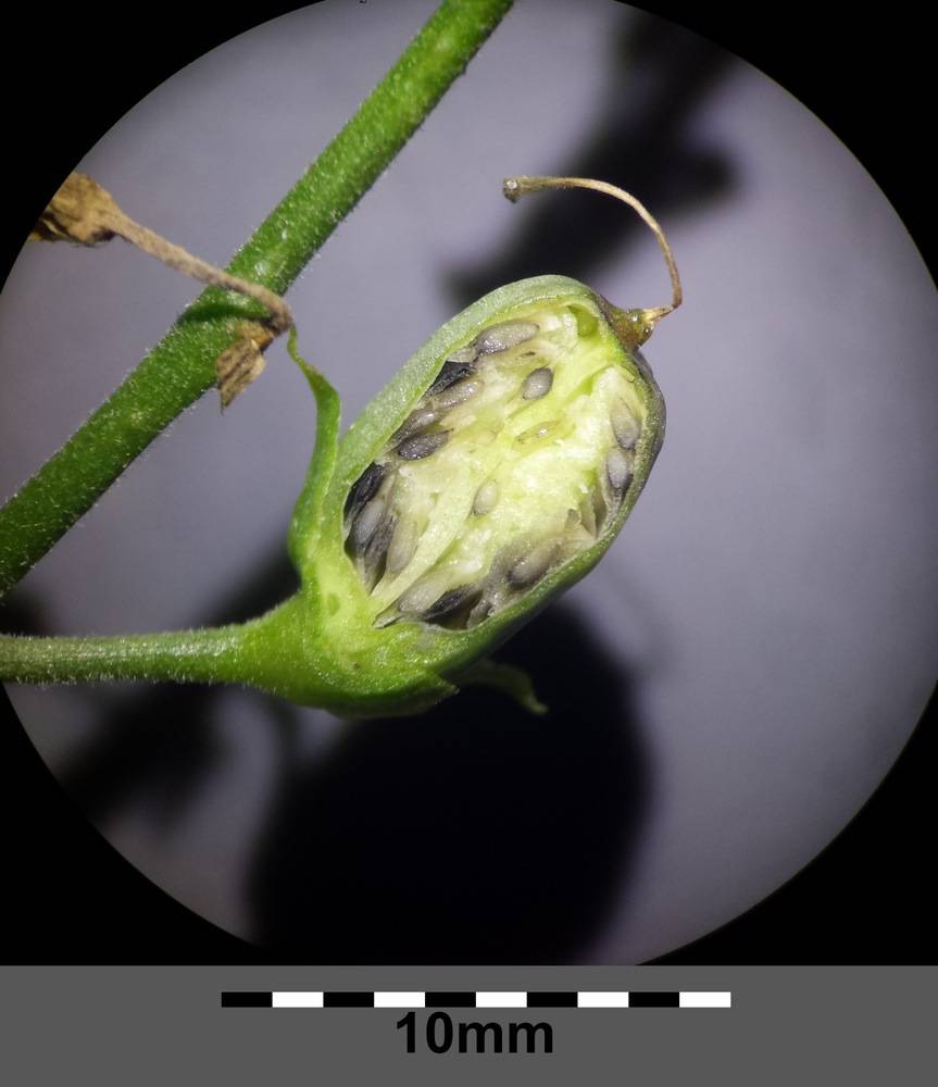 Linaria vulgaris fruit by Stefan.lefnaer is licensed under CC BY-SA 4.0